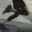 High-Intensity Pace