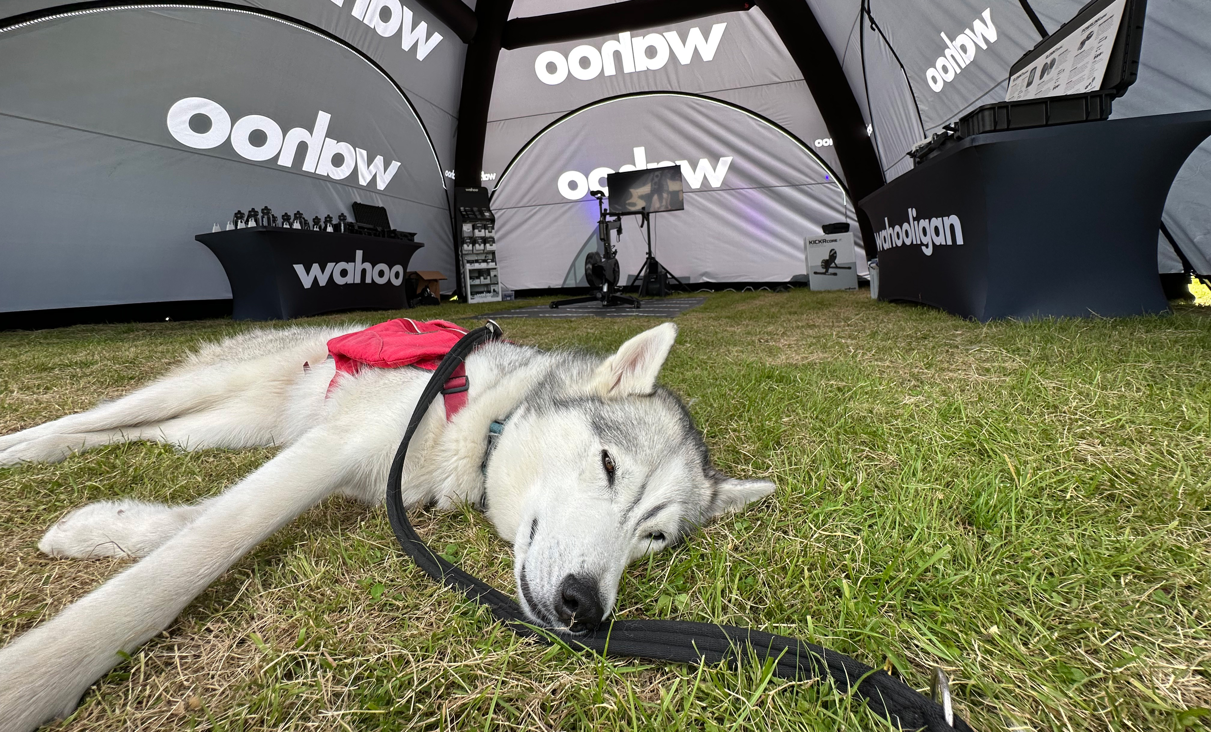 Do what makes you Wahoo